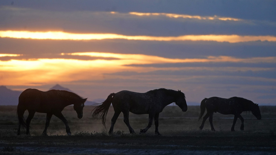 ✨Skills✨WILD HORSE ISLANDS CODES - ALL WILD HORSE ISLANDS CODE - WILD HORSE  ISLANDS CODES 2023 