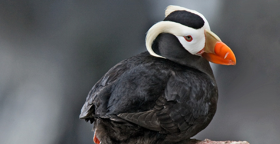 Climate Change Spells Peril for Puffins (Updated) - The National