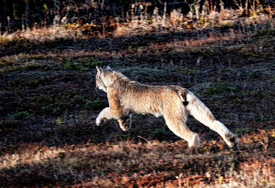 Feds Recommend Removing Canada Lynx From Endangered Species List