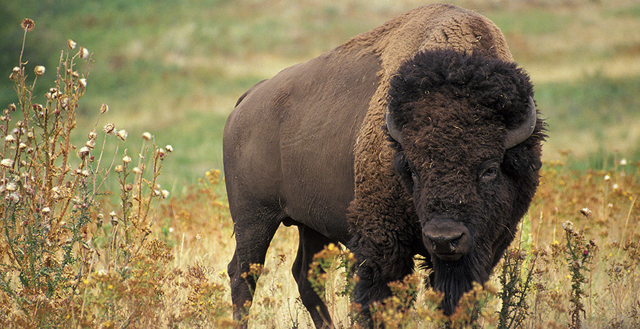 Quick and Dirty Guide to Bison as Keystone Species