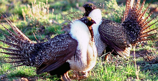 Utah - Wildlife  BUREAU OF LAND MANAGEMENT