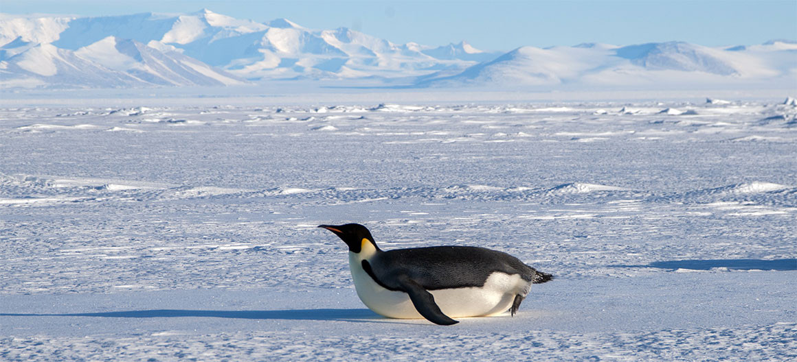 POLITICO Pro | Article | Climate change nabs emperor penguins