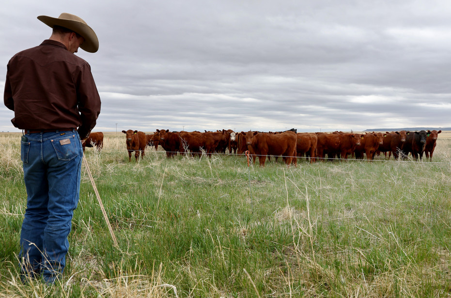 A farmer observes cattle grazing.
