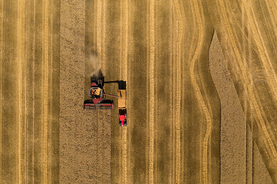 U.K. wheat harvest. 


