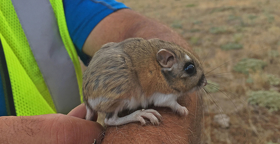 Texas kangaroo rat species is closer to being named an endangered
