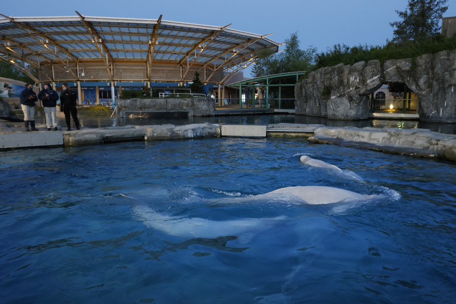 Beluga from Marineland sent to U.S. aquarium dies