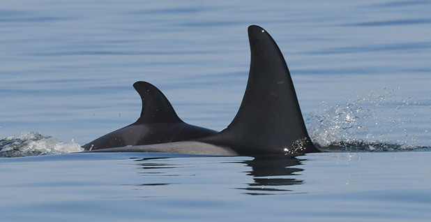 Another baby orca born to J pod — the second this month