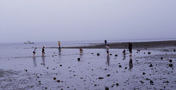 POLITICO Pro | Article | Clammers digging through pandemic, but