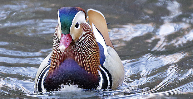 Woman's persistent efforts lead to rescue of Moody Pond ducks