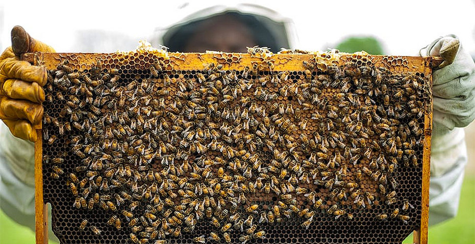 Colorado beekeepers hope to turn trend of die-offs locally