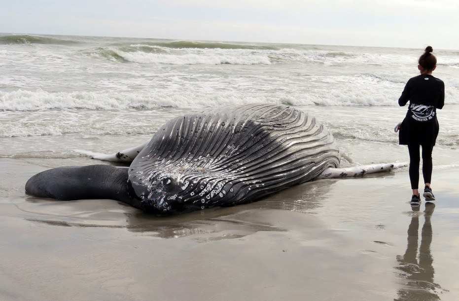 Why whale deaths are dividing environmentalists — and firing up Tucker  Carlson - POLITICO