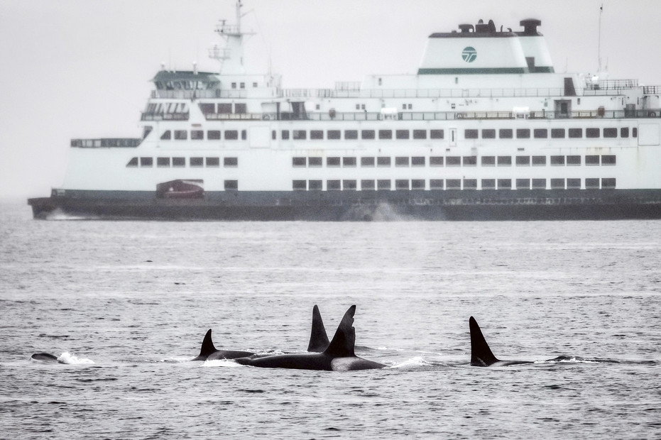 White House pledges $1B to restore Pacific Northwest salmon