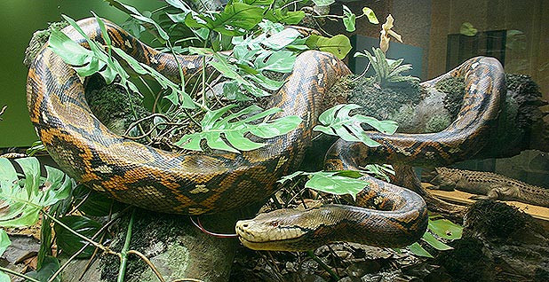 Save the Drama for your … Snake? – The most dramatic snake - Veterinary  Medicine at Illinois