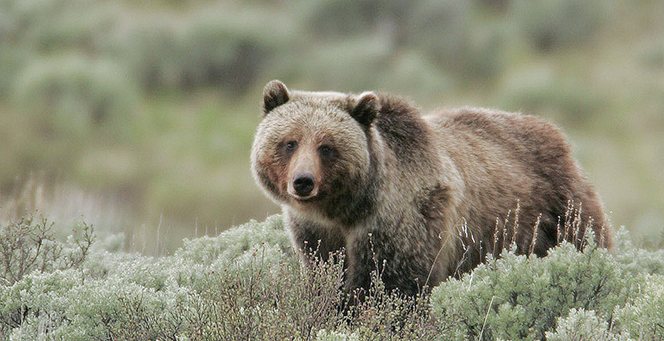 Iconic Grizzly Bear to Become More Vulnerable - Earthjustice