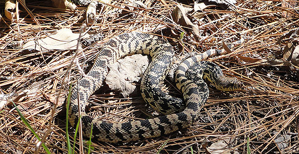 A Rare Two-Headed Snake Is Back on Exhibit at a Texas Zoo, Smart News