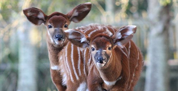 POLITICO Pro | Article | Zoo welcomes critically endangered bongo