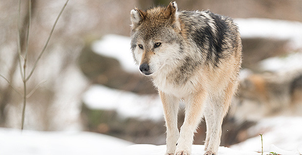 POLITICO Pro | Article | Greens sue to restore gray wolf protections