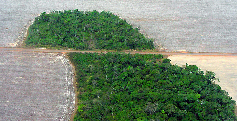 For defenders of Brazil's  forest, a day of mourning, warnings, and  rays of hope