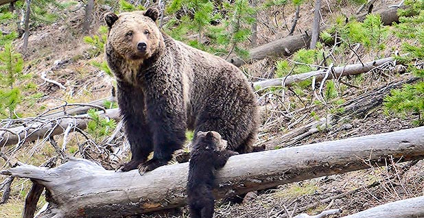 Protecting B.C.'s grizzly bears means protecting the wild places you know  and love - Yellowstone to Yukon Conservation Initiative
