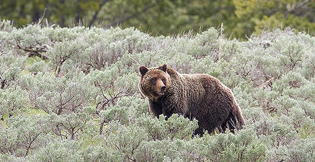 Wildlife conservation groups sue over lack of plan for railroad to reduce  grizzly deaths in Montana