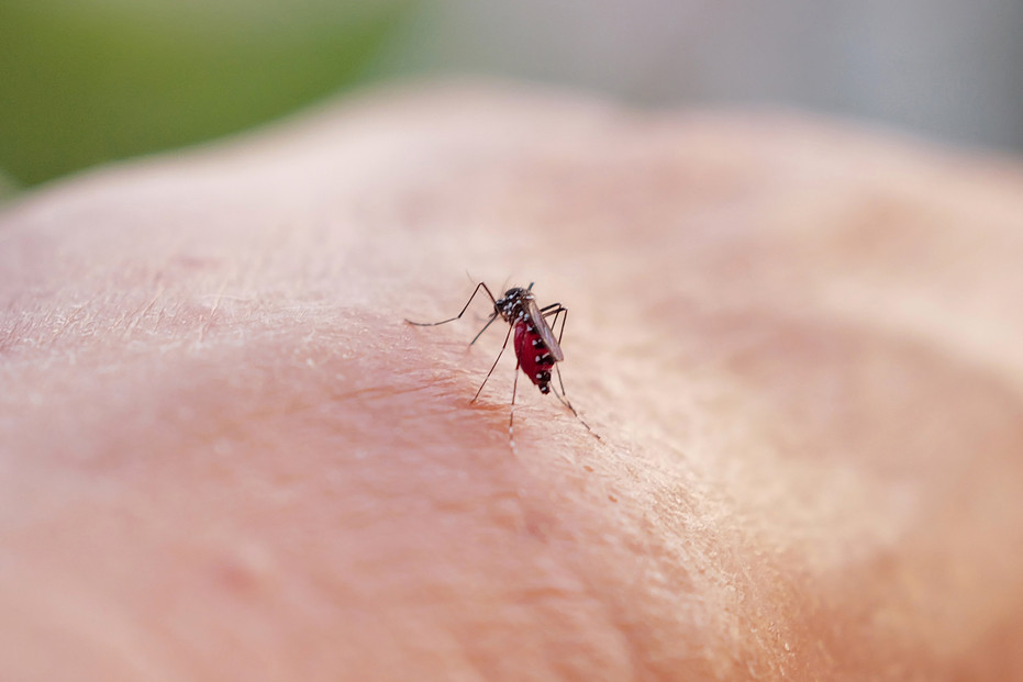 A tiger mosquito bites a person.
