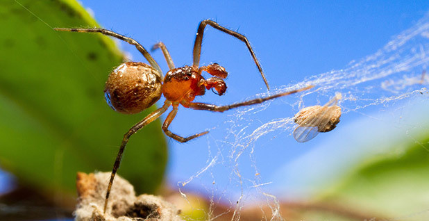 It's getting hotter, so spiders are emerging. Should I be alarmed? -  Institute for Molecular Bioscience - University of Queensland