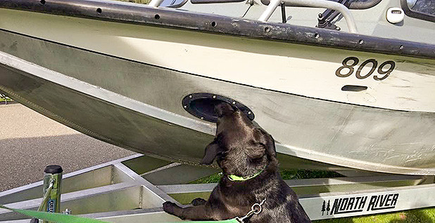 POLITICO Pro | Article | Mussels spread mayhem, but trained dogs